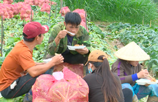 VIDEO: Nông sản Trung Quốc nhái Đà Lạt: 'Giết chết' nông dân