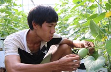 Kỹ sư nông nghiệp Israel miệt mài trồng dưa lưới ở miền Tây