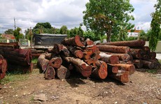 Khởi tố hạt trưởng kiểm lâm tiếp tay cho trùm gỗ lậu Phượng 'râu'