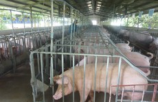 Khẩn cấp ngăn chặn dịch tả lợn châu Phi vào Việt Nam