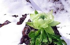 Thiên sơn tuyết liên 7 năm mới nở hoa: 100 triệu đồng/kg