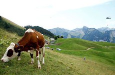 Thụy Sĩ điều trực thăng quân sự chuyển nước cho bò uống