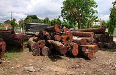 Vụ trùm gỗ lậu Phượng 'râu': Không kỷ luật lãnh đạo Bộ đội Biên phòng Đắk Lắk