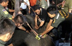 Thái Lan: Để voi bị điện giật chết khi xin ăn, chủ bị bắt