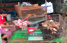 Cận cảnh tàn sát chim trời ở chợ chim lớn nhất Miền Tây