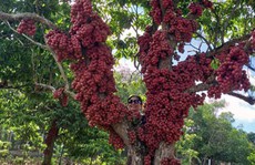 Vườn đỏ ở xứ hoa vàng cỏ xanh Vườn đỏ ở xứ hoa vàng cỏ xanh