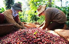 Khuyến khích tiêu thụ cà phê nội địa