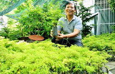 Lãi trăm triệu đồng nhờ trồng cây đinh lăng trong vườn nhà