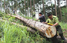 Lâm Đồng: Ồ ạt triệt hạ rừng thông để chiếm đất