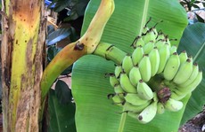 Kỳ lạ chuối trổ buồng từ giữa thân cây