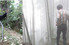 Rùng rợn chuyện lao vào rừng sâu săn rắn ở Lào Cai