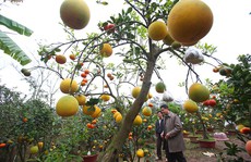 Trồng cây 11 loại quả bán dịp Tết