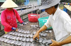 Trở lại vùng đặc sản khô bổi Cà Mau