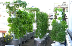 Độc đáo mô hình trồng rau khí canh trên sân thượng