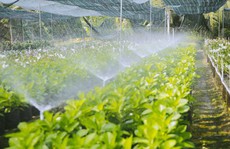 Không thể tin nổi giữa Sài Gòn có cánh đồng hoa đẹp đến thế!