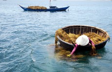 Tìm thấy thi thể người phụ nữ tử vong khi hái rong mơ