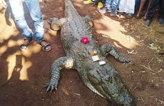 Cá sấu 130 tuổi chết, cả làng bỏ ăn, khóc ròng