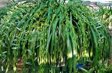 Chi 1,5 tỉ đồng mua 500 nhành lan Trần Mộng chơi Tết