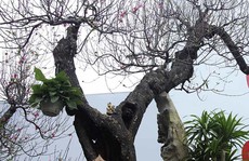 Bất ngờ với cây đào ven đường, gốc mục ruỗng có giá đến 120 triệu đồng