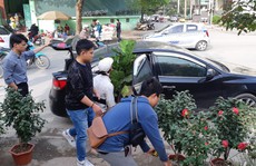 Hồng ngoại, hồng cổ Sapa 'hét giá' chục triệu đồng/chậu