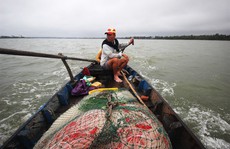 Từng đàn cá đối từ biển ngược vào cửa sông An Hòa