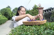 Cô giáo 9X làm trà từ hàng ngàn loại hoa ở Sa Đéc