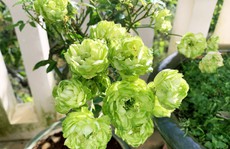 Hoa hồng xanh, sung Mỹ, dưa pepino Đà Lạt gây sốt dịp Tết Kỷ Hợi