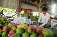 Săn xoài Úc khổng lồ ở Cam Lâm dịp Tết