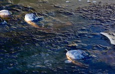 Mỹ: Đàn cá sấu bị đóng băng, vẫn kịp chĩa mũi lên trời