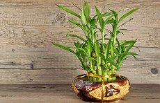 Cây trồng trong nhà mang lại tài lộc và sức khỏe năm mới