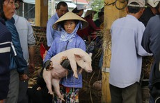 Nghề 'độc' ở chợ heo lớn nhất Quảng Nam