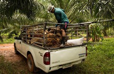 Nếu cho dân vay lãi suất 0% để mua ôtô, xe giá rẻ có cửa sống
