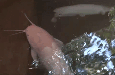 [Video] - Ngắm đàn cá trê dài cả mét tại chùa Ngọc Hoàng