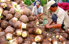 Nghèo khó trên đất đai phì nhiêu