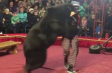 Gấu tấn công nghệ sĩ xiếc trên sân khấu không rào chắn