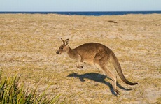 5 điểm đến để ngắm kangaroo