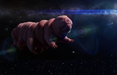 Con người sẽ bị lai tạo với 'quái vật bất tử' tardigrade?