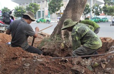Vì sao hàng loạt cây xanh trên đường phố Đông Hà bị đốn hạ?