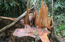 Rừng Quảng Nam tiếp tục bị tàn phá tan hoang