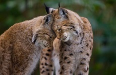 Khoảnh khắc dịu dàng hiếm có của động vật