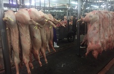 Cuối tuần giá thịt heo lại tăng mạnh sau vài ngày ổn định