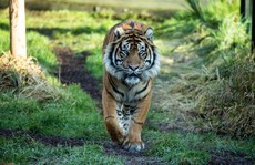 Hổ Sumatra đực giết con cái ngay lần hẹn hò đầu tiên