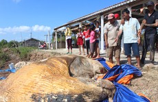 Dân kéo đến xem xác cá voi 'khủng' trôi vào bờ, đang phân hủy nặng
