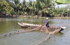 Người nuôi cá tra không nên 'ngủ quên trên chiến thắng'!