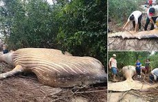 Cá voi dài 11 m chết trong... rừng rậm Amazon