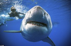 Úc phát triển đồ bơi… chống cá mập
