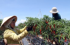 Trồng ớt Hàn Quốc, nông dân miền núi Ninh Thuận lãi đậm