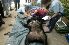 Giải thoát  2 chú gấu sau 15 năm nuôi nhốt tại Bình Dương