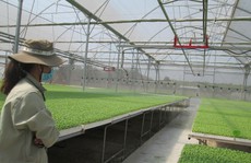 Sức hút của nông nghiệp Việt