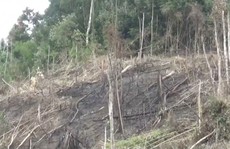 Phó chủ tịch xã tham gia phá 2,5 ha rừng, công an vào cuộc